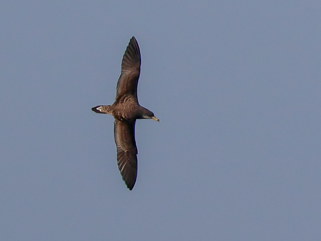 Cory's Shearwater - ML620263014