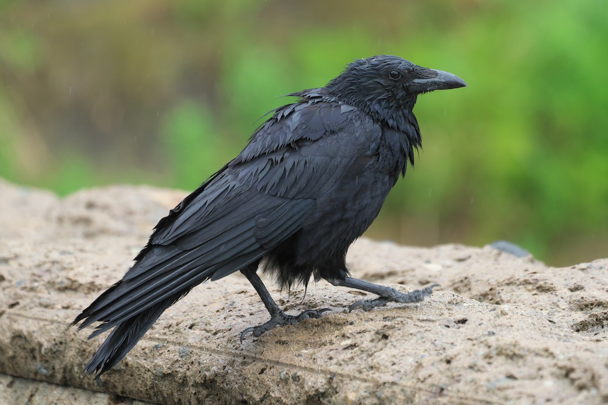 Carrion Crow - ML620263017