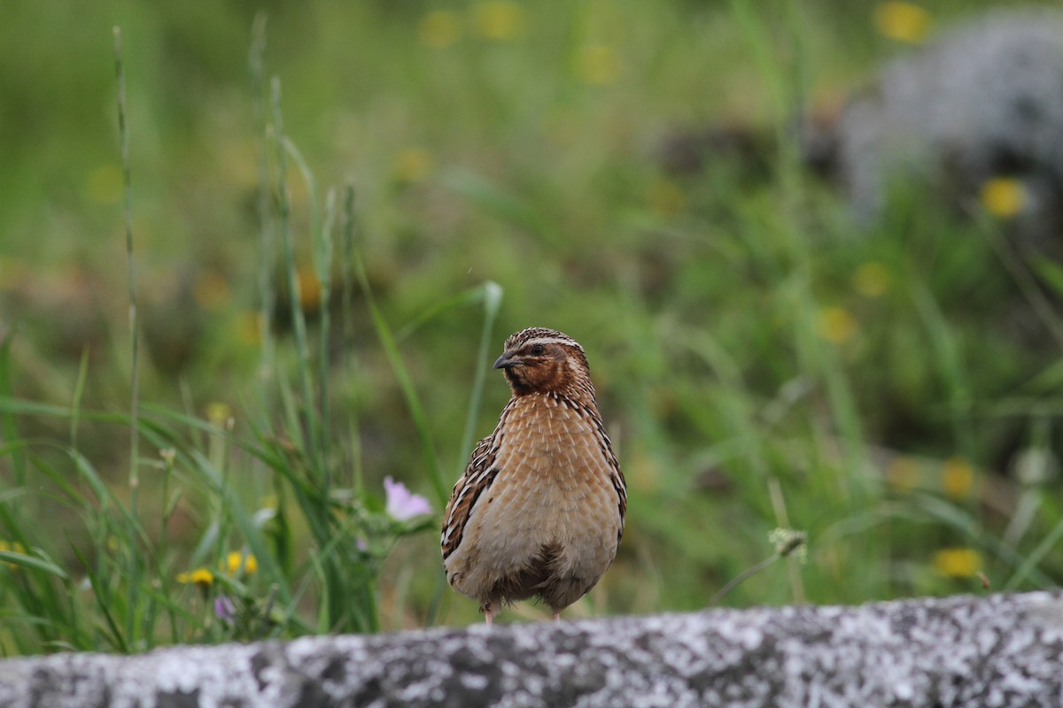 Common Quail - ML620263019