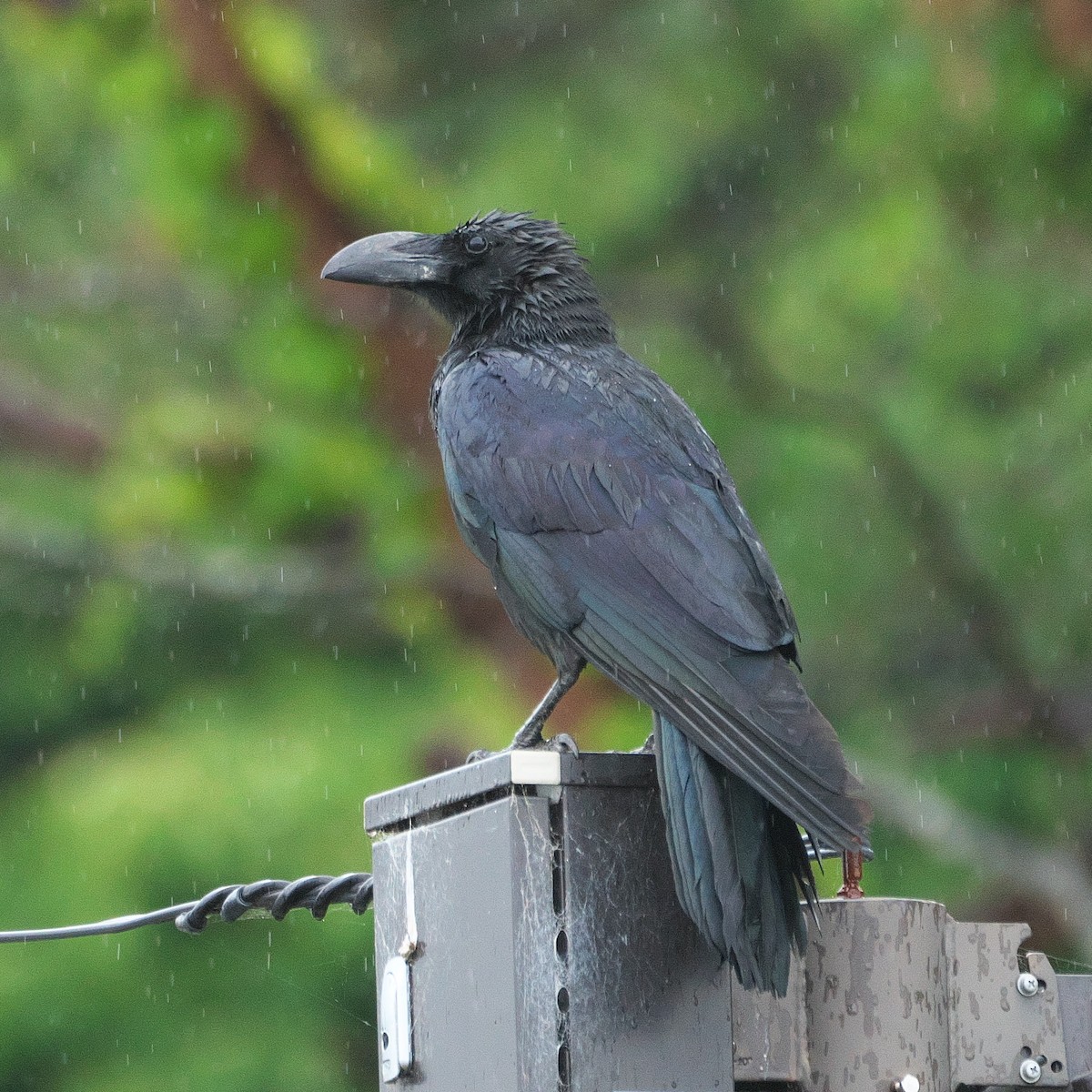 Large-billed Crow - ML620263020