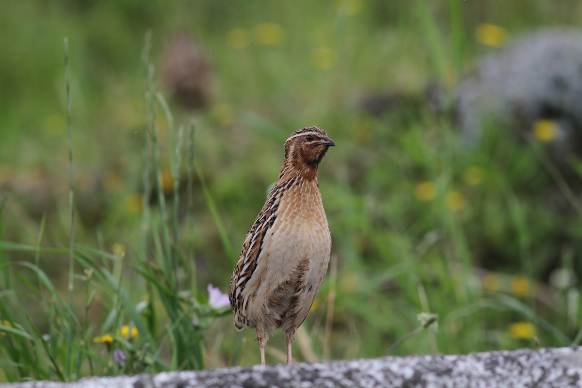 Common Quail - ML620263021