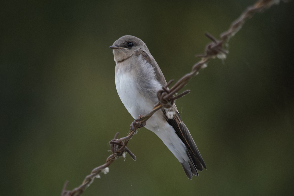 Northern Rough-winged Swallow - ML620263025