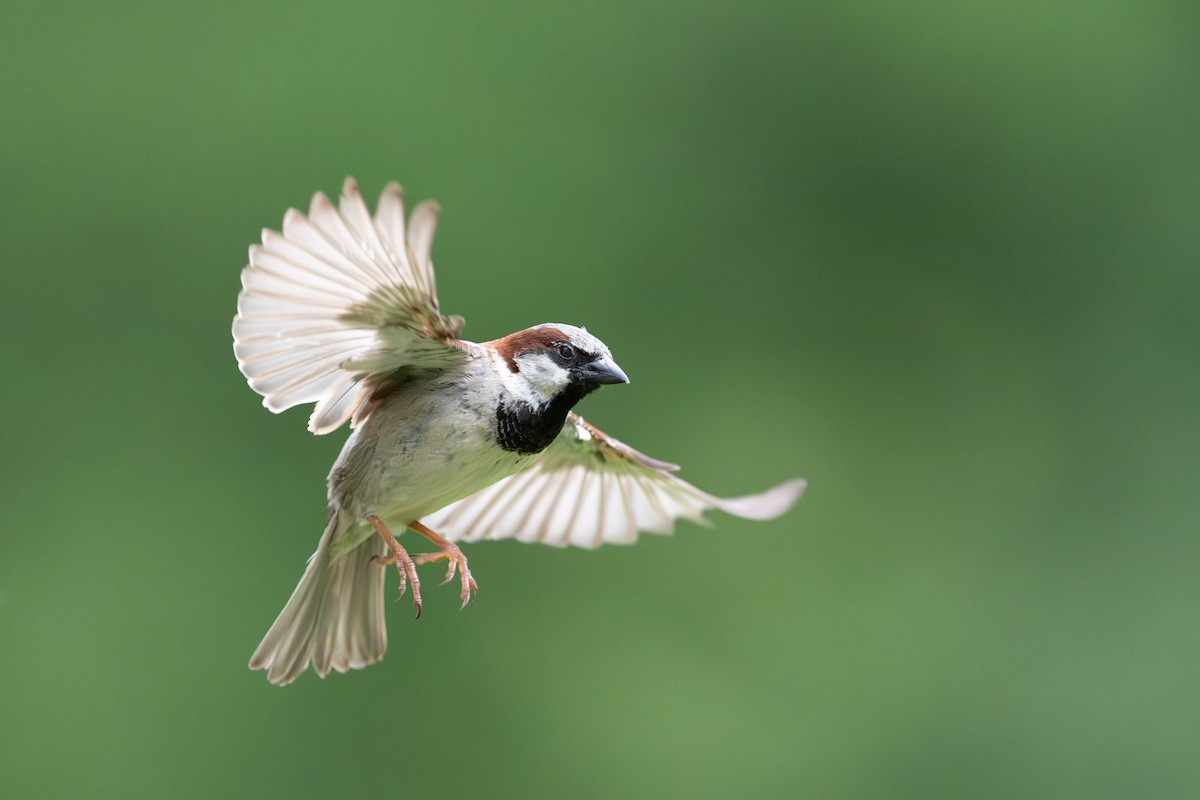 House Sparrow - ML620263027