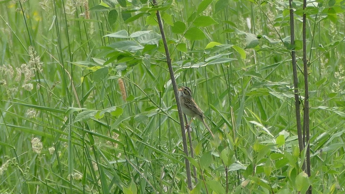 Clay-colored Sparrow - Avery Fish