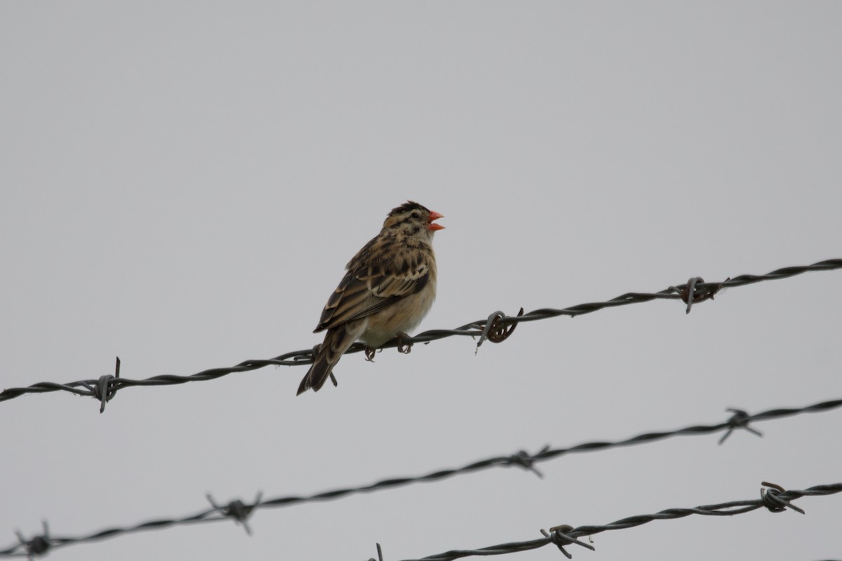 Pin-tailed Whydah - ML620263030