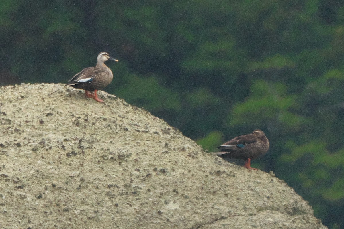 Eastern Spot-billed Duck - ML620263031