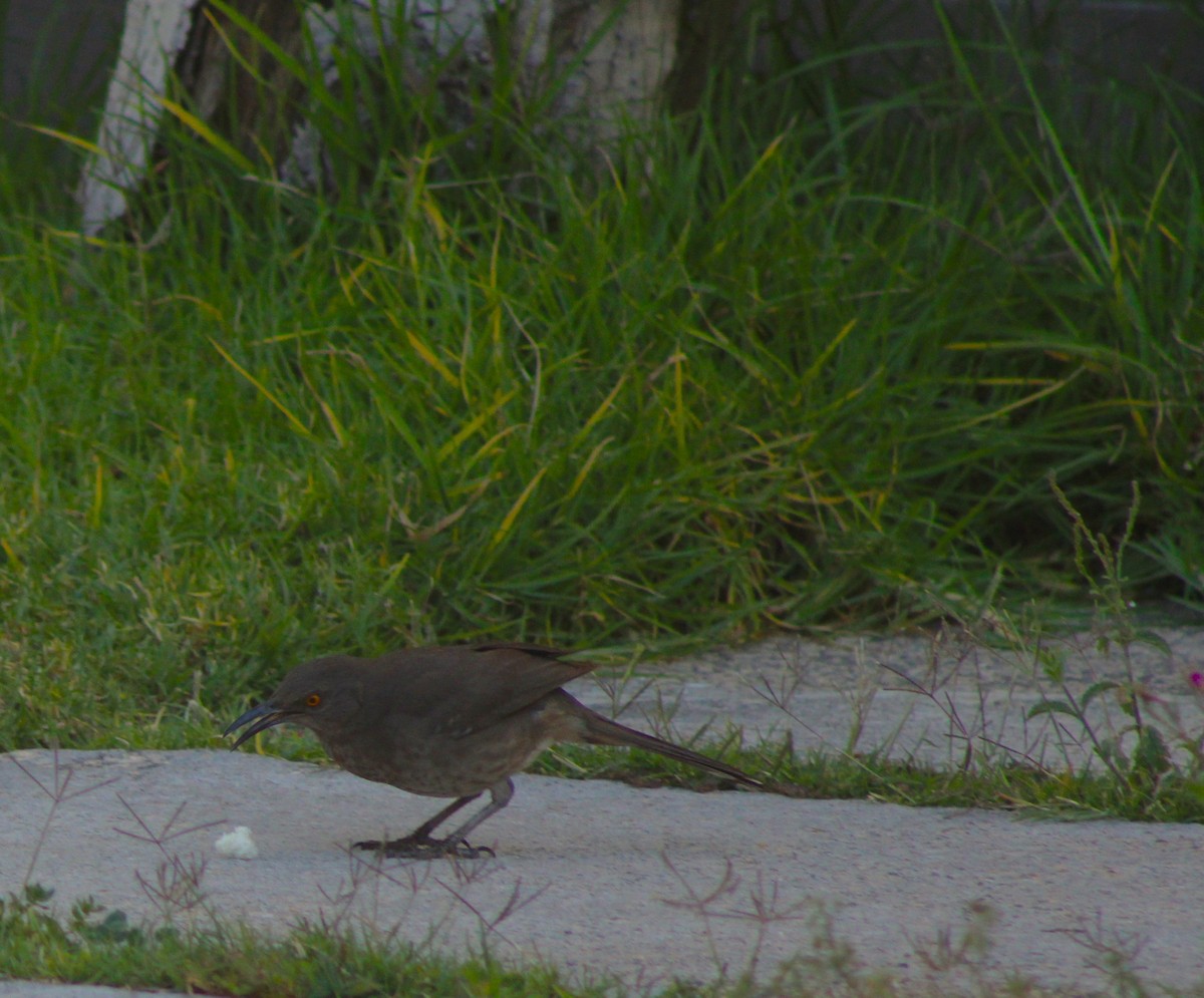 Curve-billed Thrasher - ML620263032