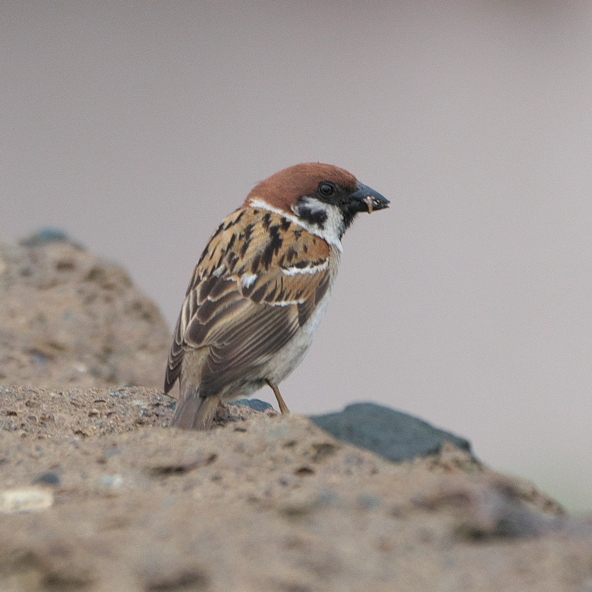 Eurasian Tree Sparrow - ML620263035