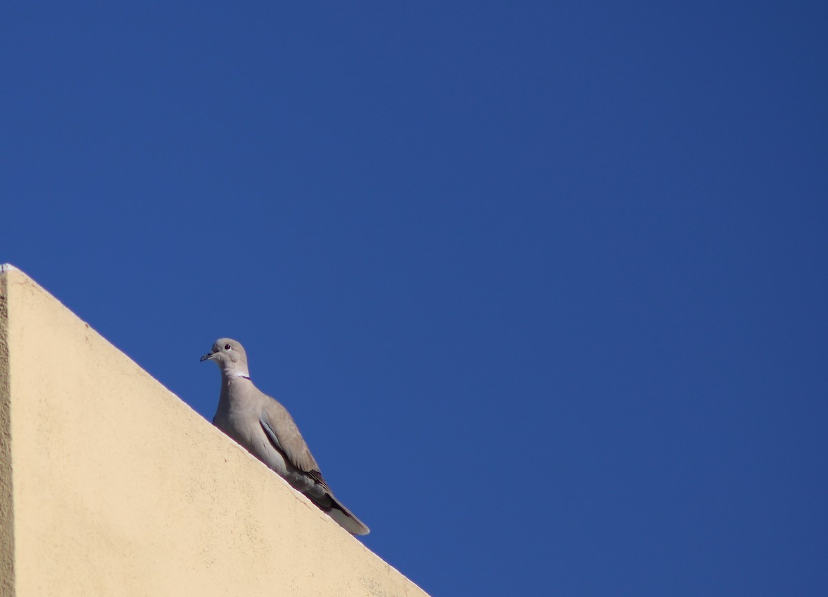 Eurasian Collared-Dove - ML620263037