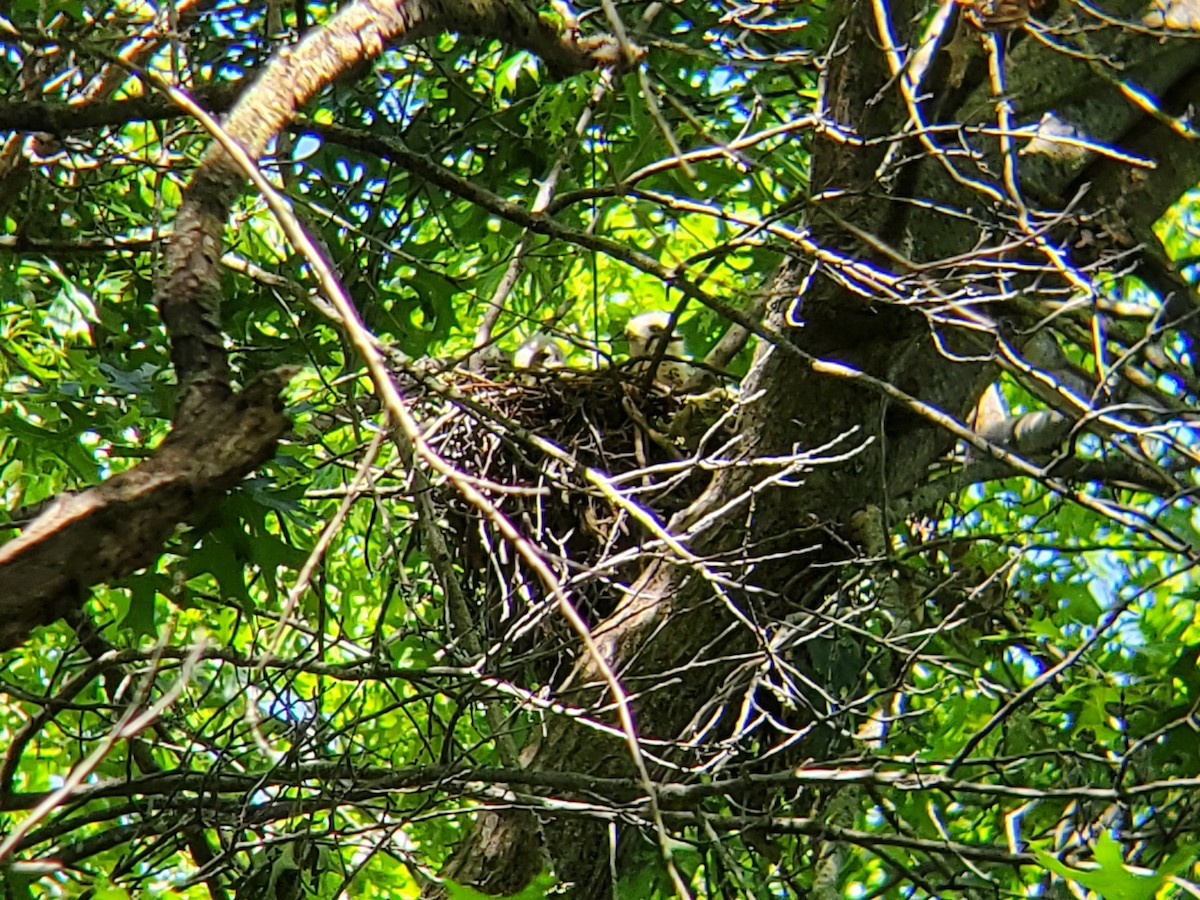 Red-shouldered Hawk - ML620263040