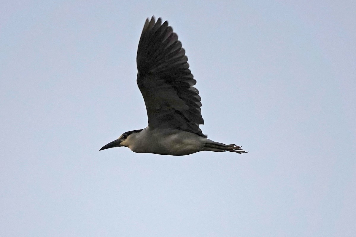 Black-crowned Night Heron - Marie Dugan