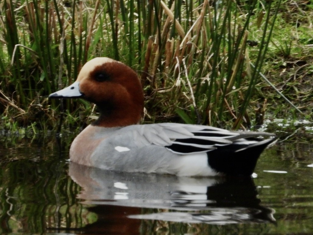 Eurasian Wigeon - ML620263053