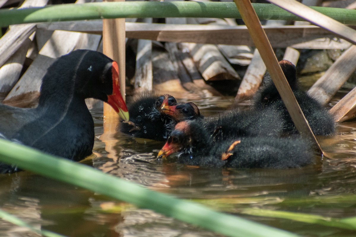 Common Gallinule - Eric Konkol