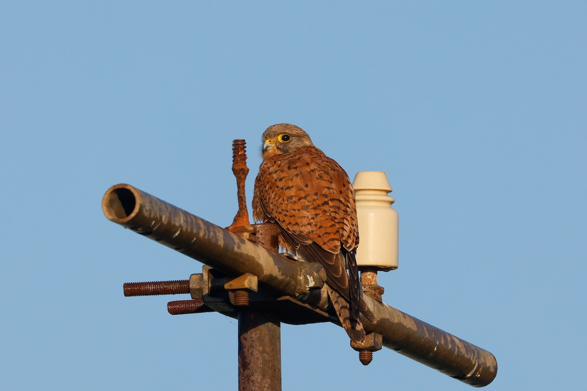 Rock Kestrel - ML620263067