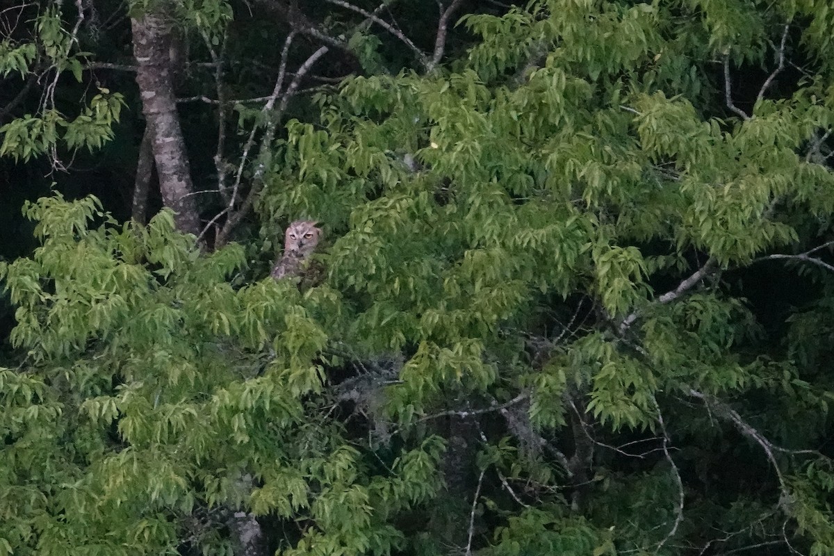 Great Horned Owl - ML620263068