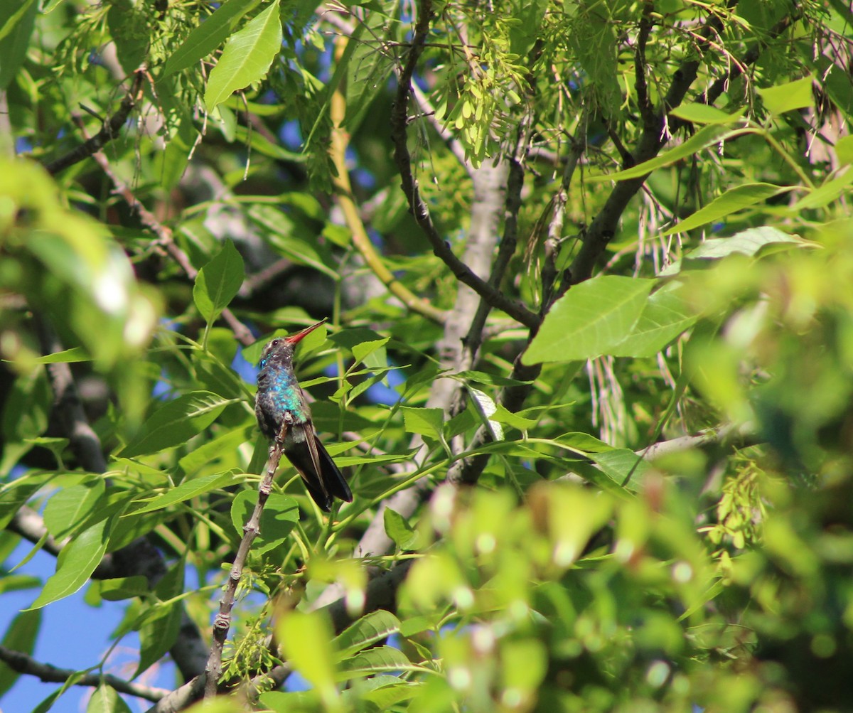 Broad-billed Hummingbird - ML620263073