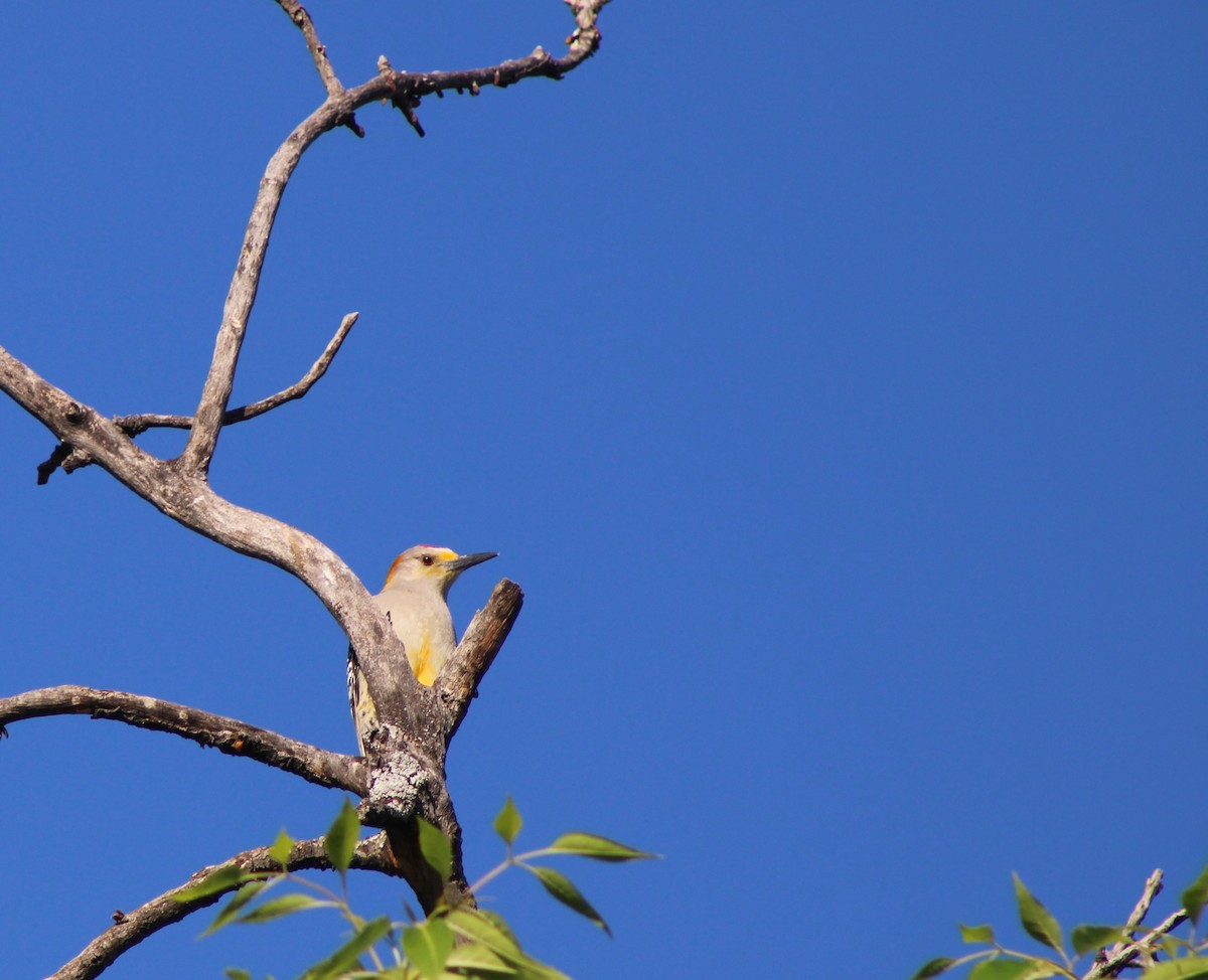 Golden-fronted Woodpecker - ML620263075