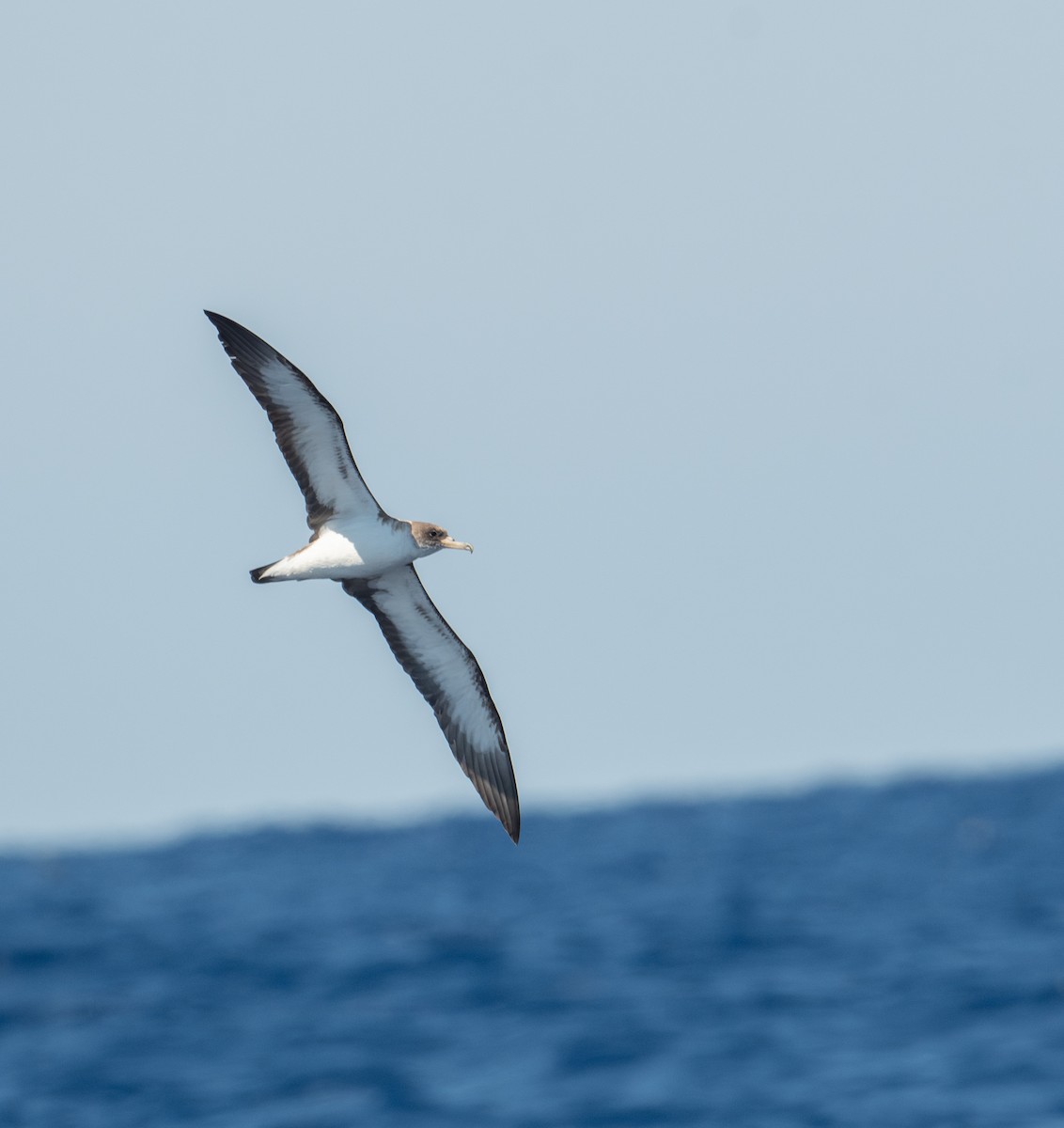 Cory's Shearwater (borealis) - ML620263076