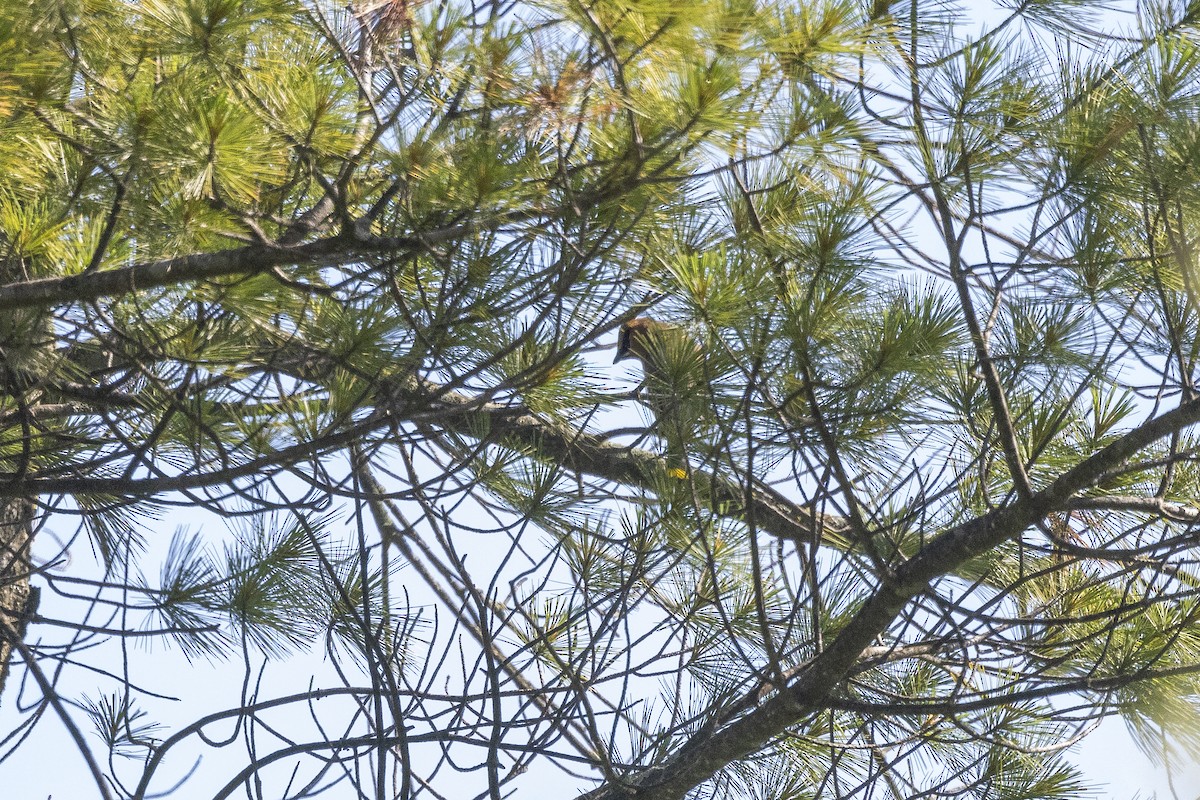 Cedar Waxwing - ML620263081