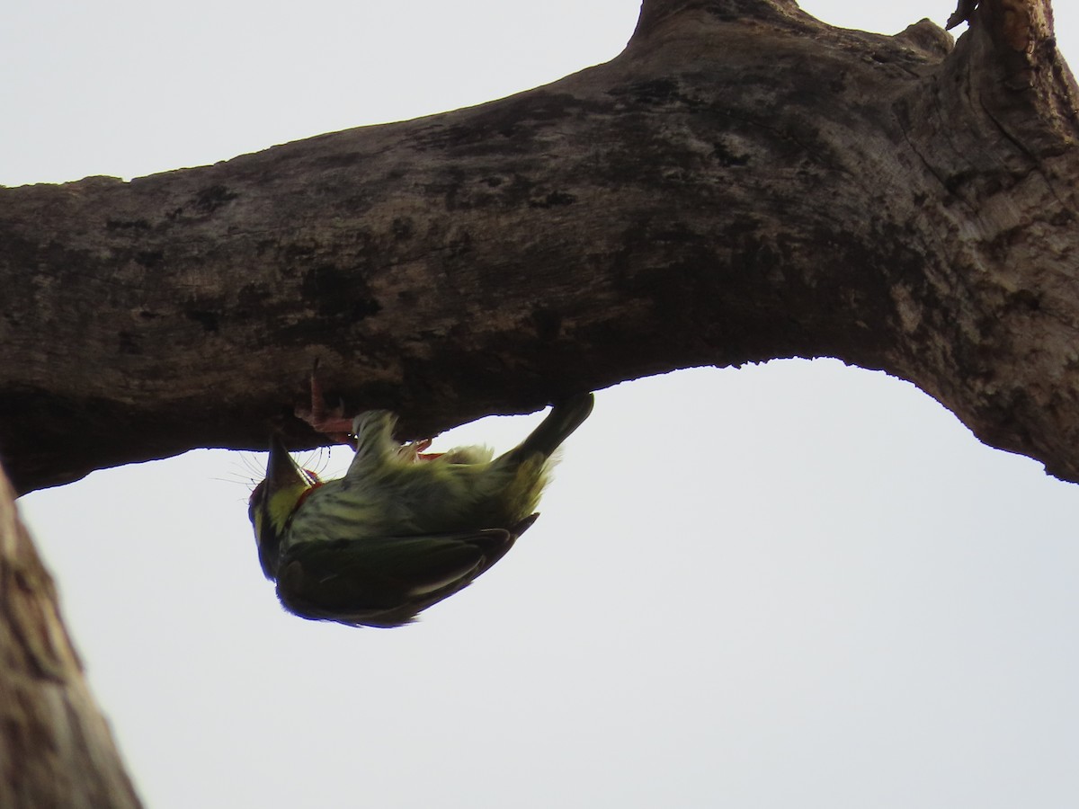 Coppersmith Barbet - ML620263084