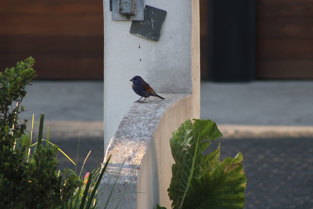 Blue Grosbeak - ML620263085