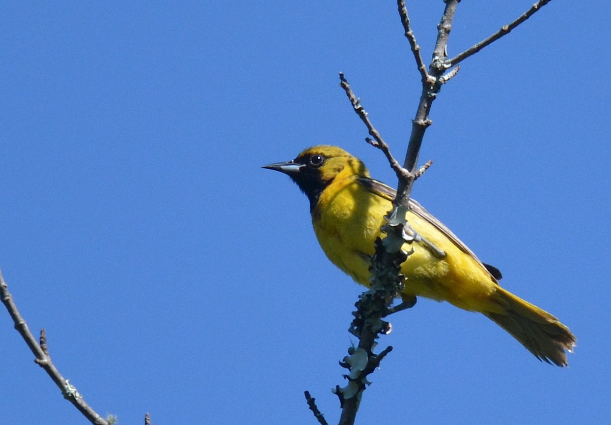 Orchard Oriole - ML620263090
