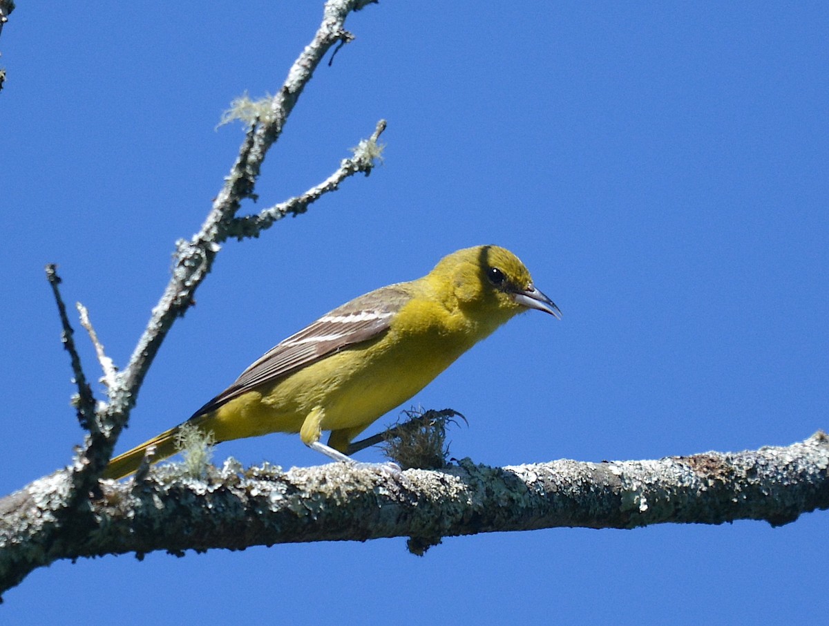 Orchard Oriole - ML620263092