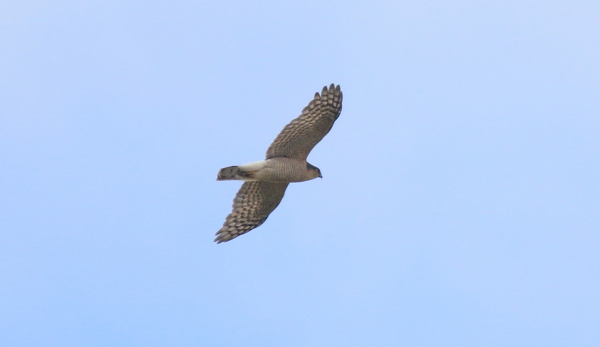 Eurasian Sparrowhawk - ML620263094