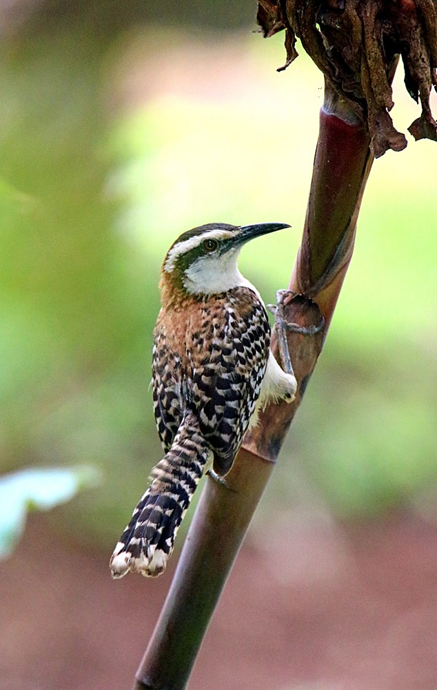 Rufous-naped Wren - ML620263099