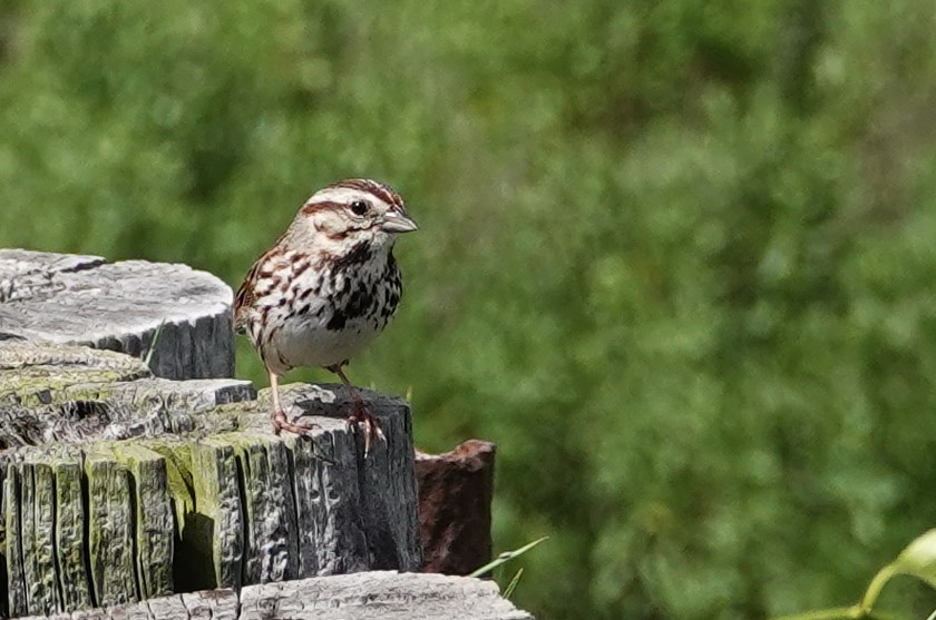 Song Sparrow - ML620263101