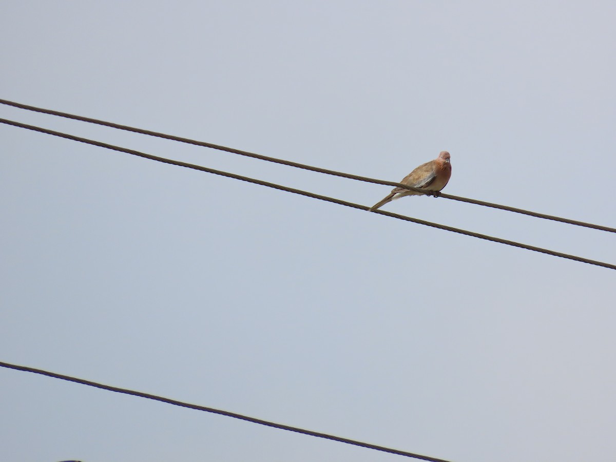 Laughing Dove - ML620263102