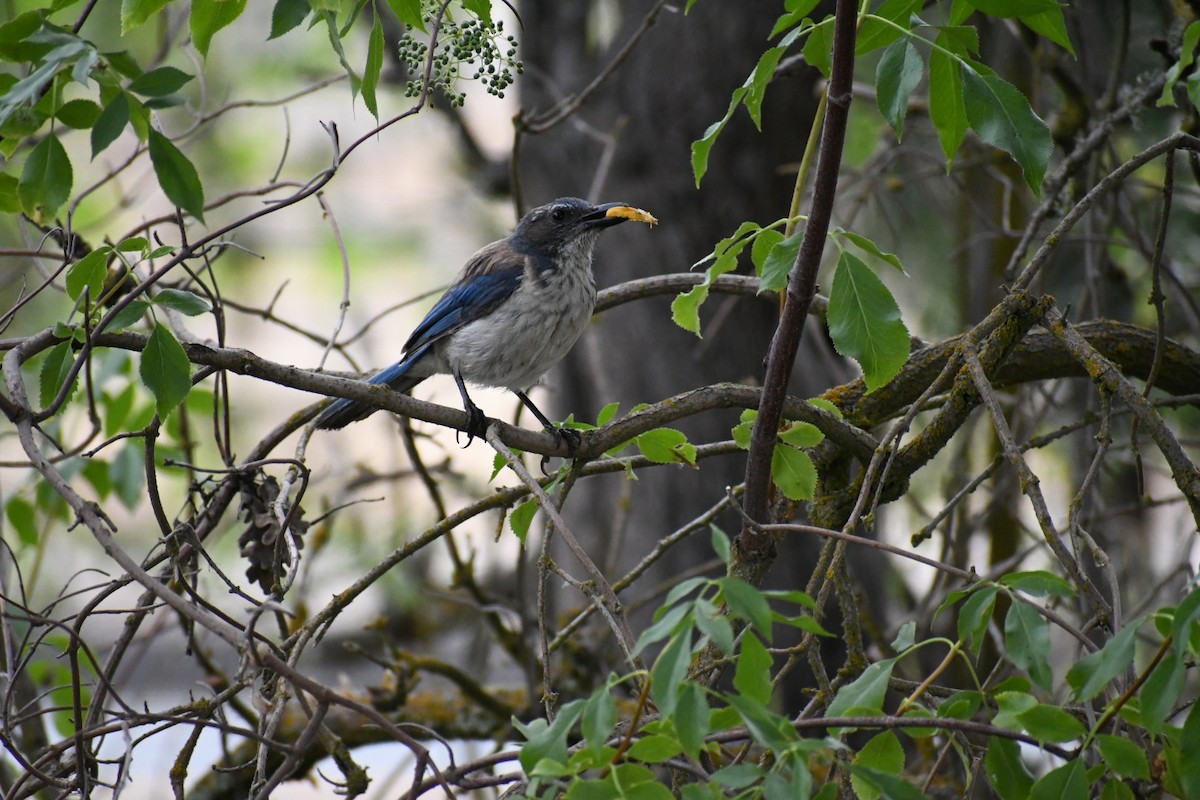 California Scrub-Jay - ML620263103