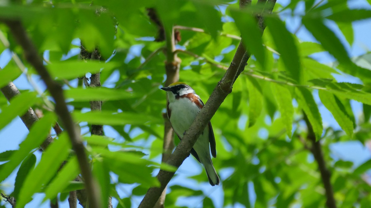 Chestnut-sided Warbler - ML620263107