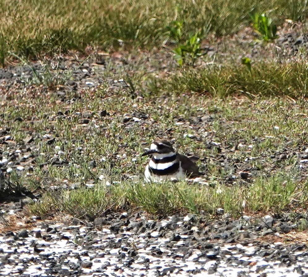 Killdeer - ML620263108