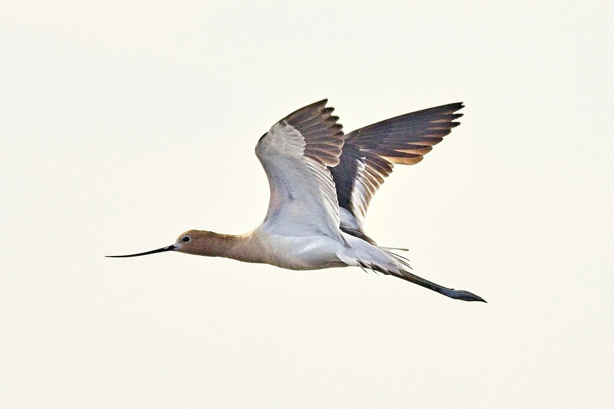 Avocette d'Amérique - ML620263110