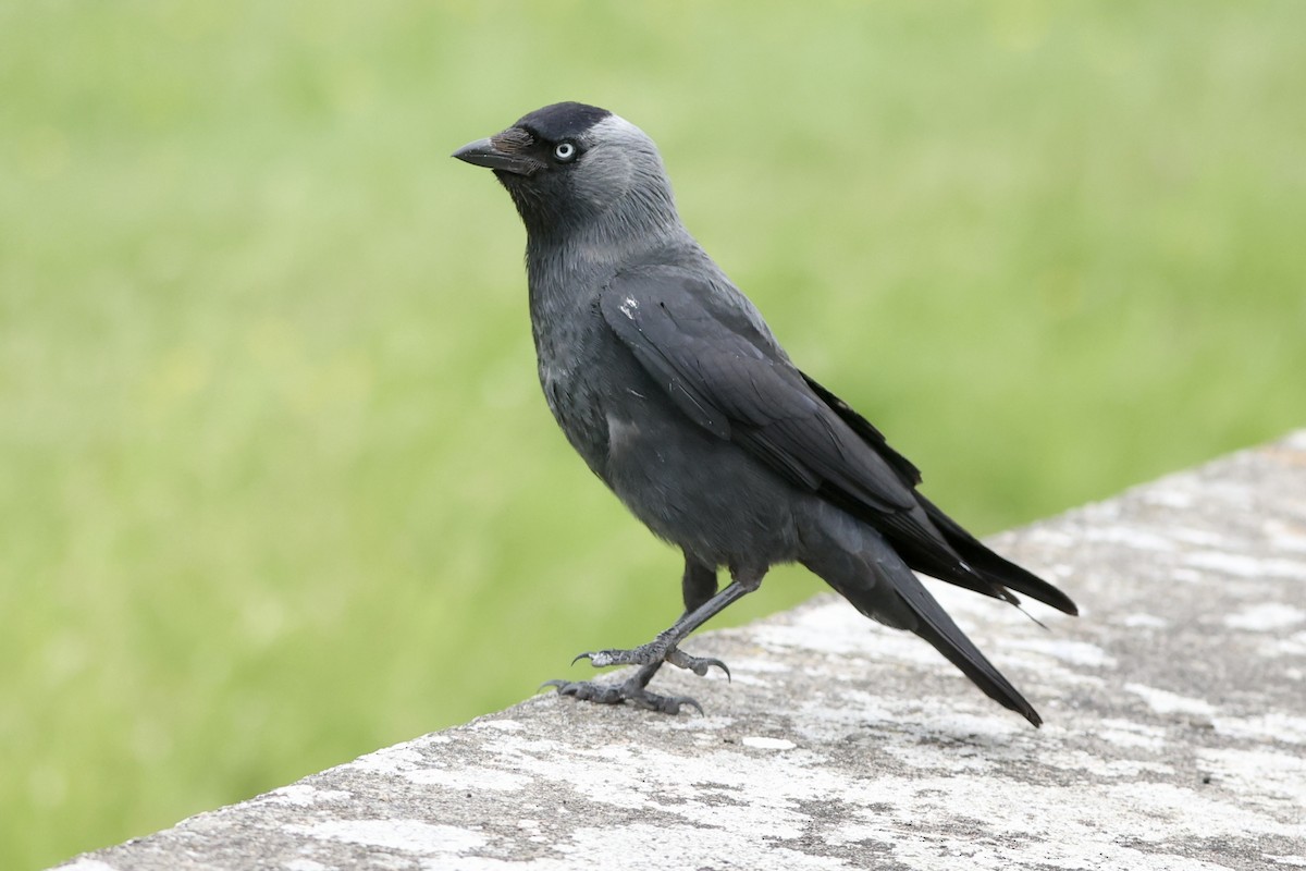 Eurasian Jackdaw - ML620263116