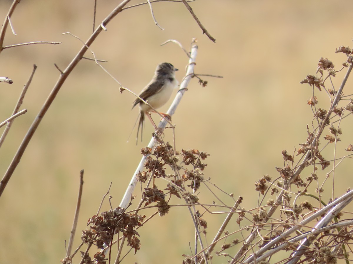 Plain Prinia - ML620263122