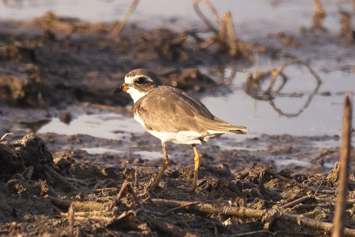 Semipalmated Plover - ML620263123
