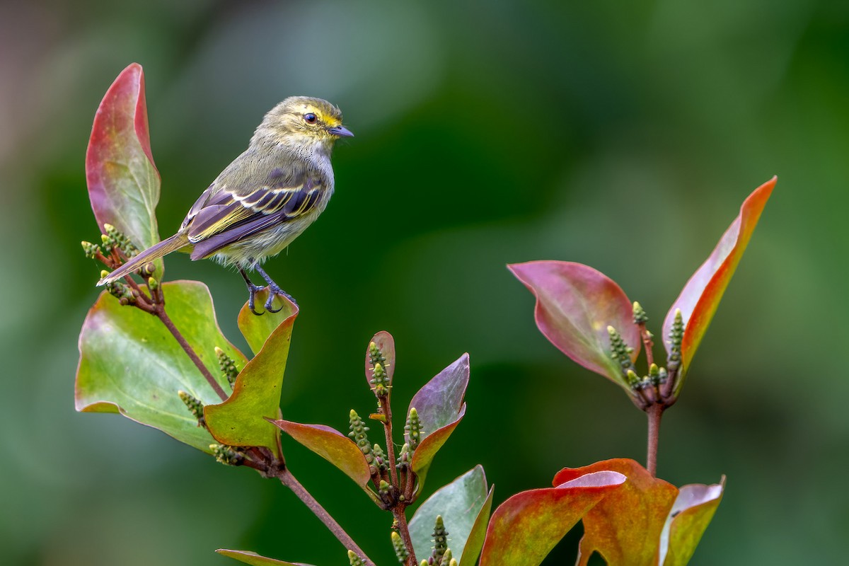 Golden-faced Tyrannulet - ML620263130