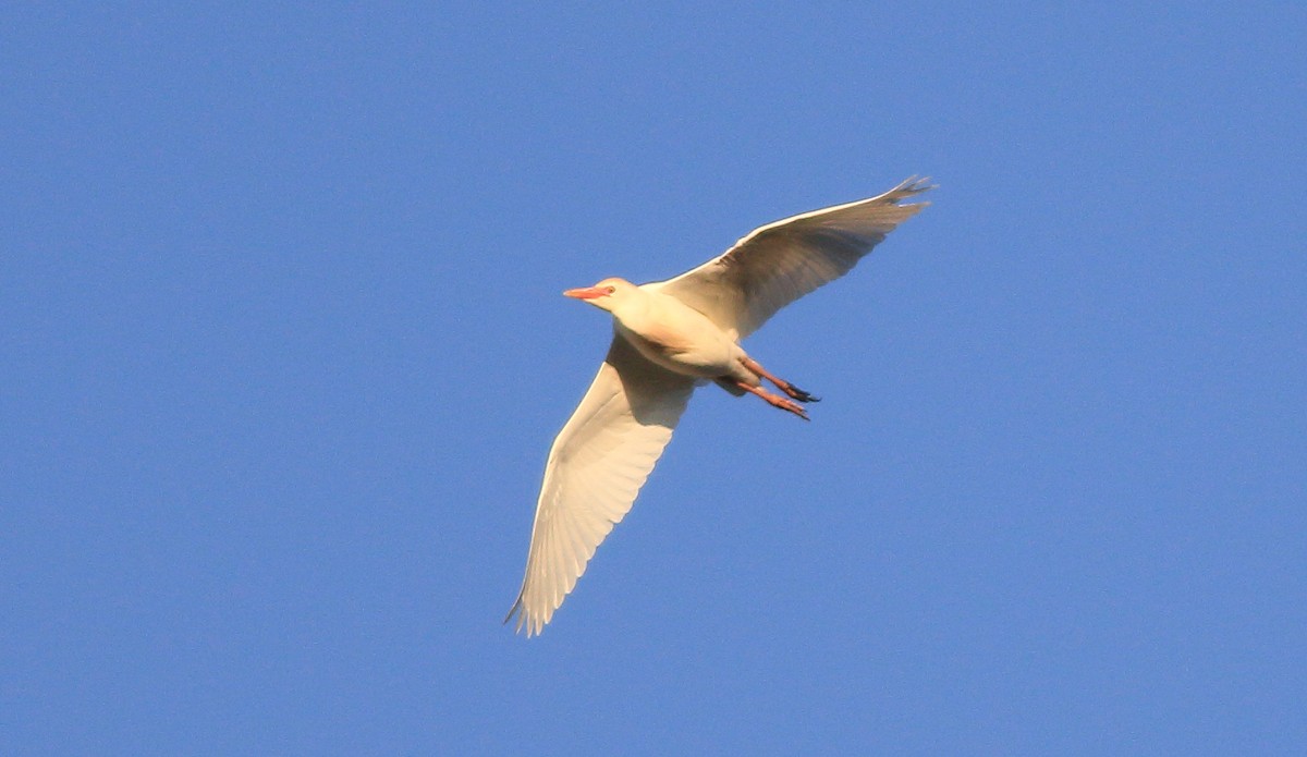 Western Cattle Egret - ML620263131