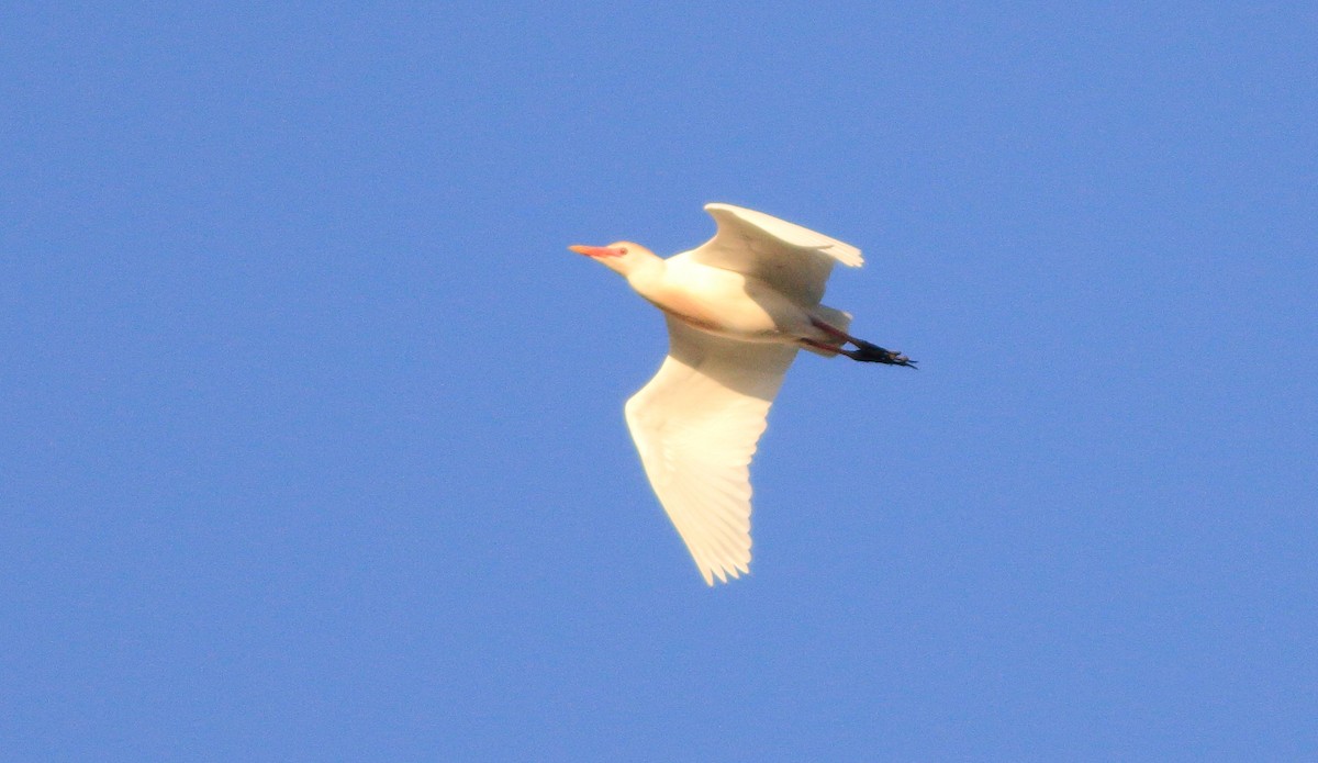 Western Cattle Egret - ML620263133