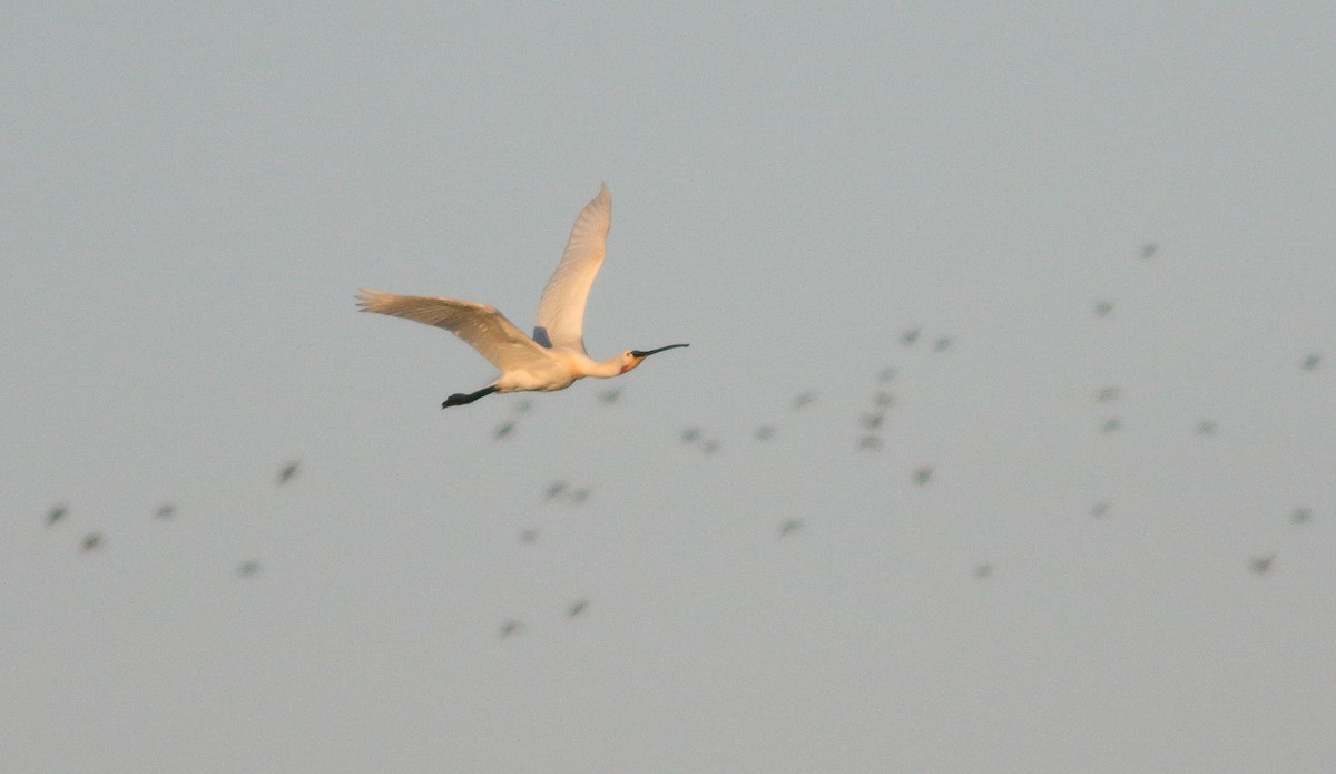 Eurasian Spoonbill - ML620263140