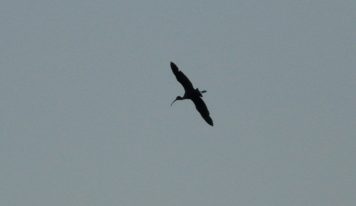 ibis hnědý - ML620263148