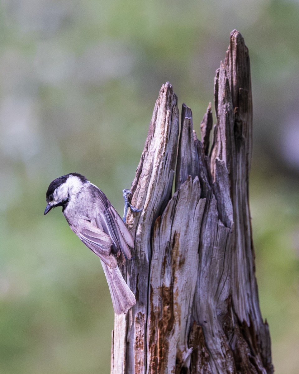 Carolina Chickadee - ML620263149