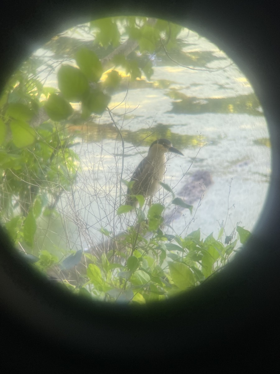 Black-crowned Night Heron - ML620263151