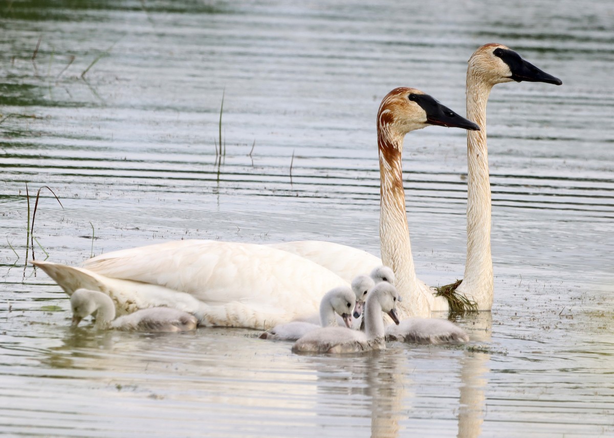 Cygne trompette - ML620263156