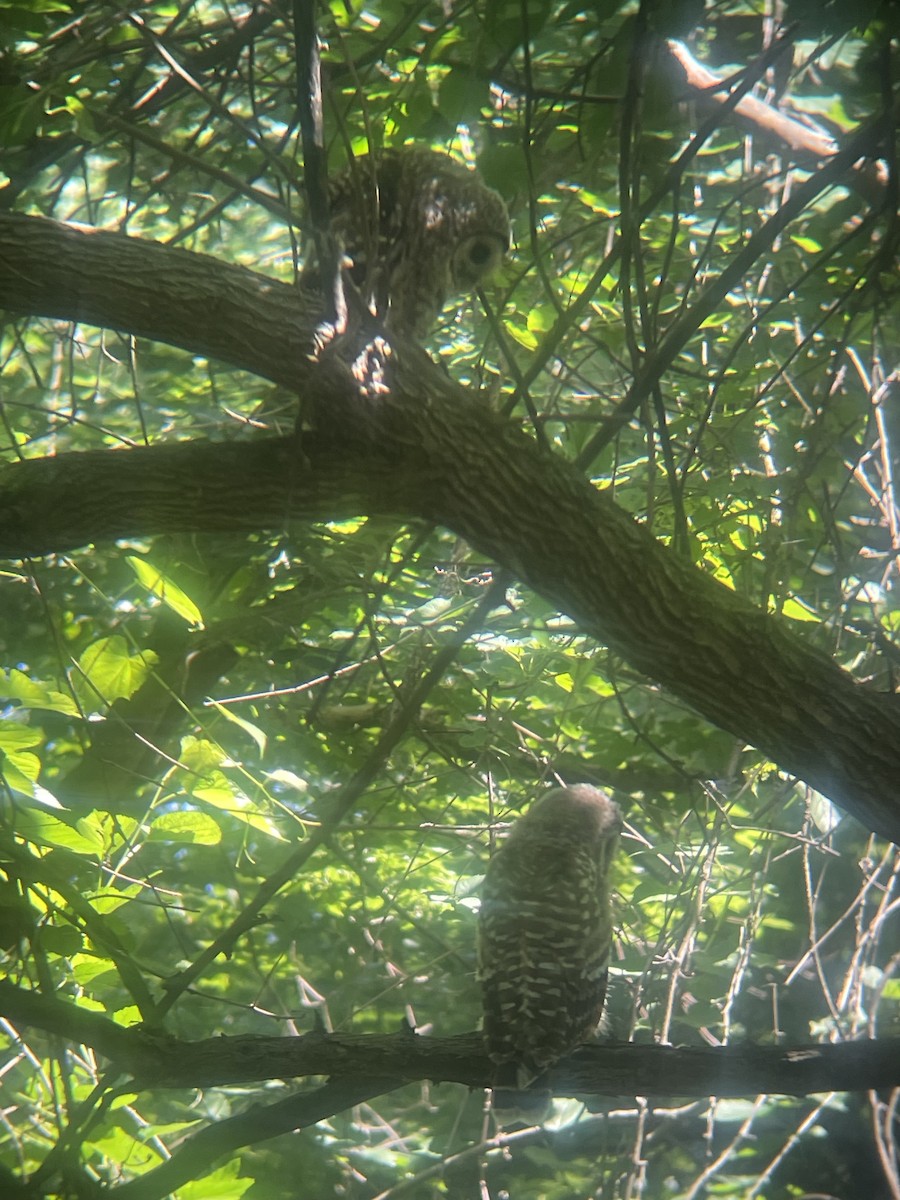 Barred Owl - ML620263157