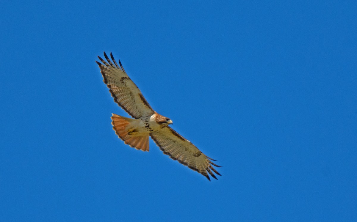 Red-tailed Hawk - ML620263158