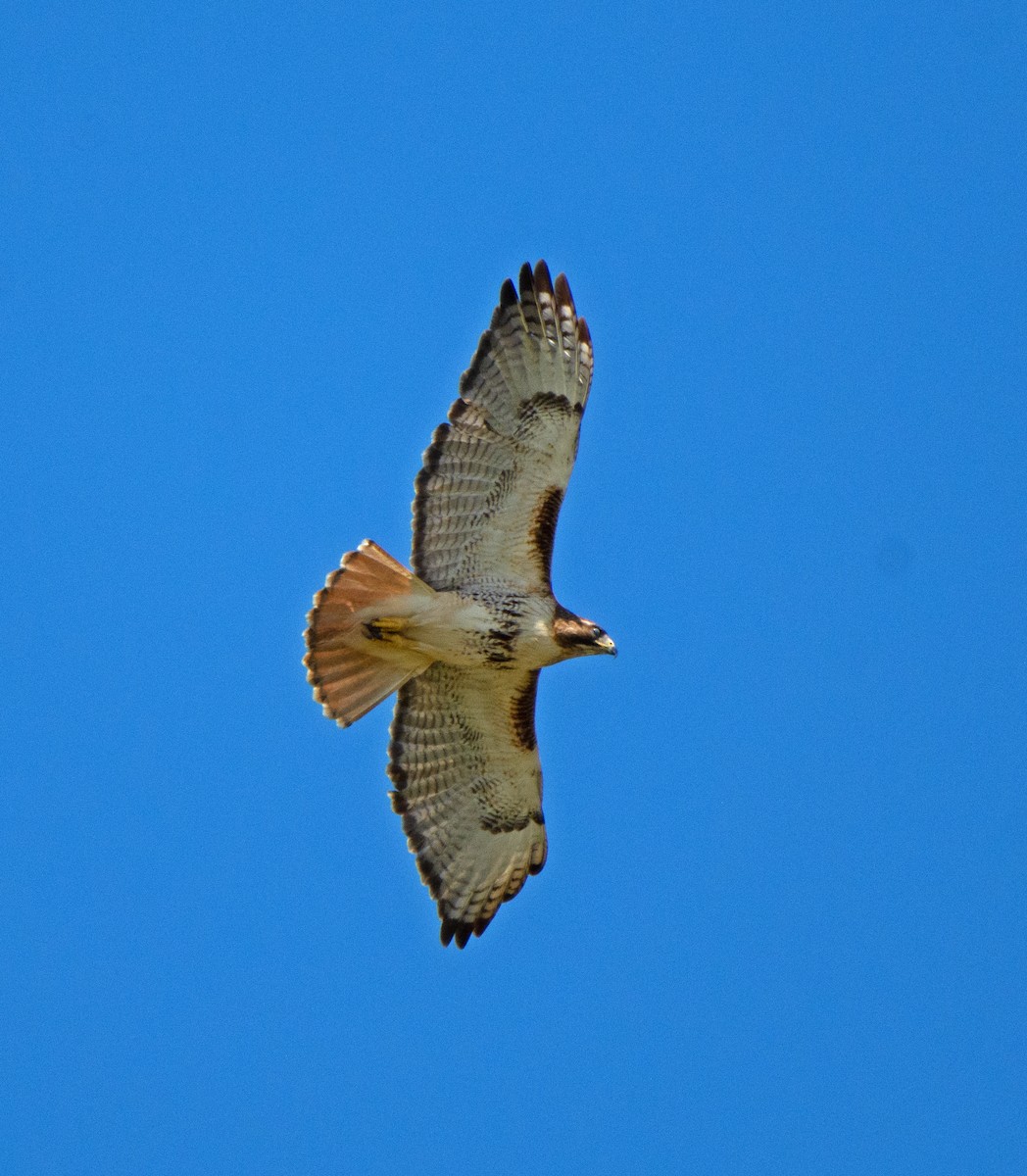 Red-tailed Hawk - ML620263159