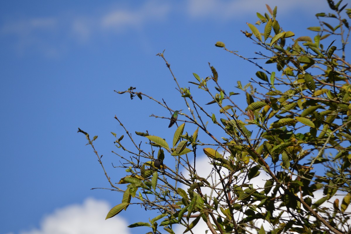 Green-bellied Hummingbird - ML620263175